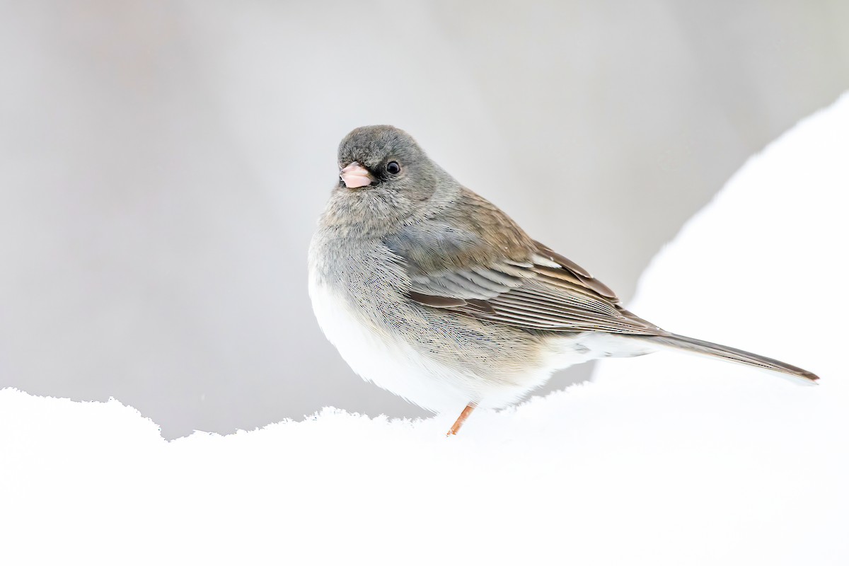 Dark-eyed Junco (Slate-colored) - ML303690261