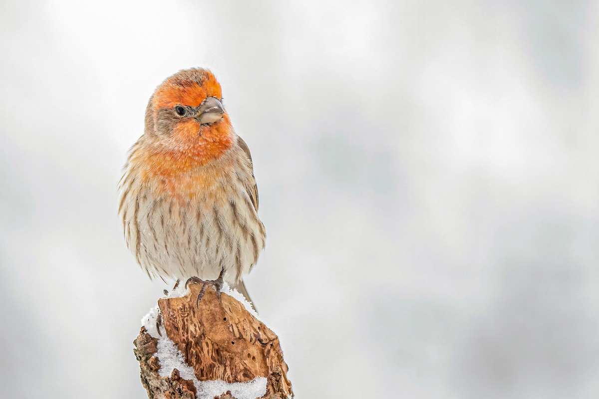 House Finch - ML303690271