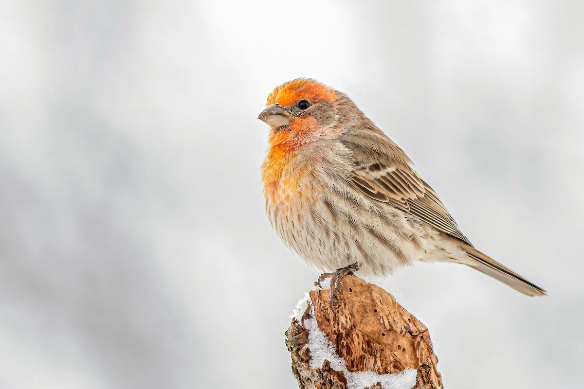 House Finch - ML303690291