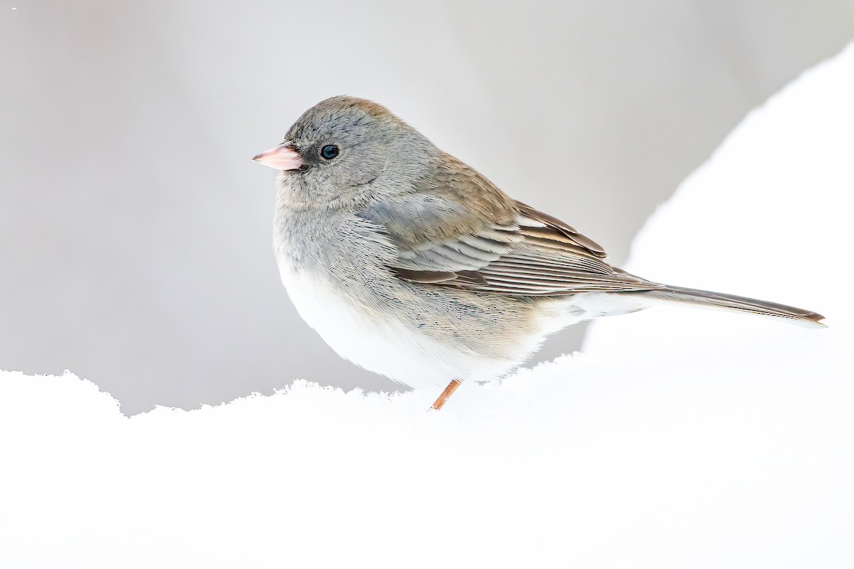 Dark-eyed Junco (Slate-colored) - Matthew Plante