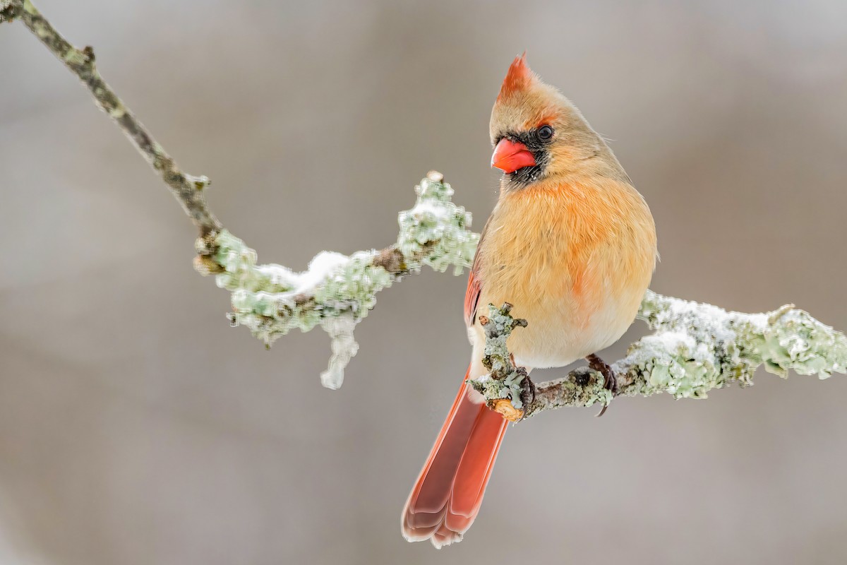 Northern Cardinal - Matthew Plante