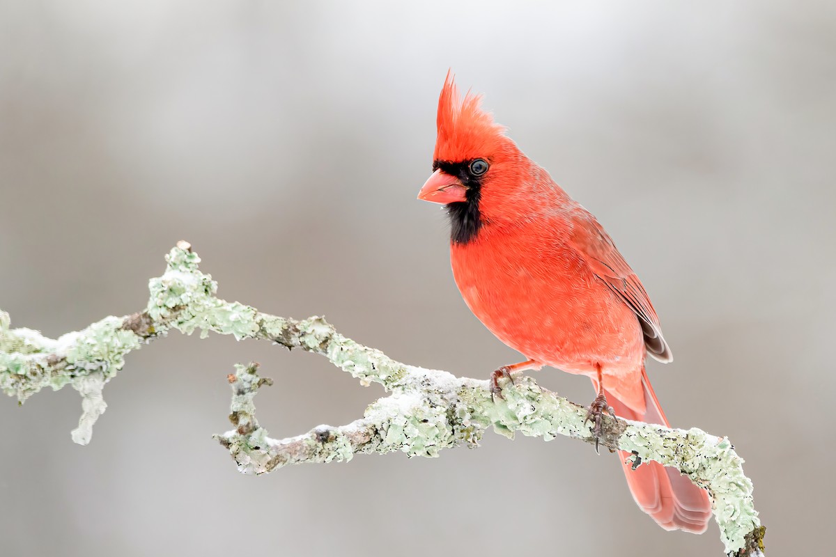 Northern Cardinal - ML303690451