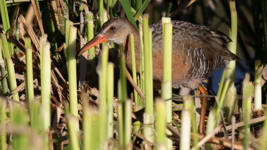 Ridgway's Rail - ML30369151