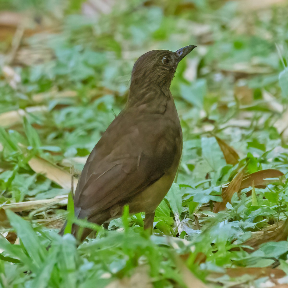 Cocoa Thrush - ML303692241