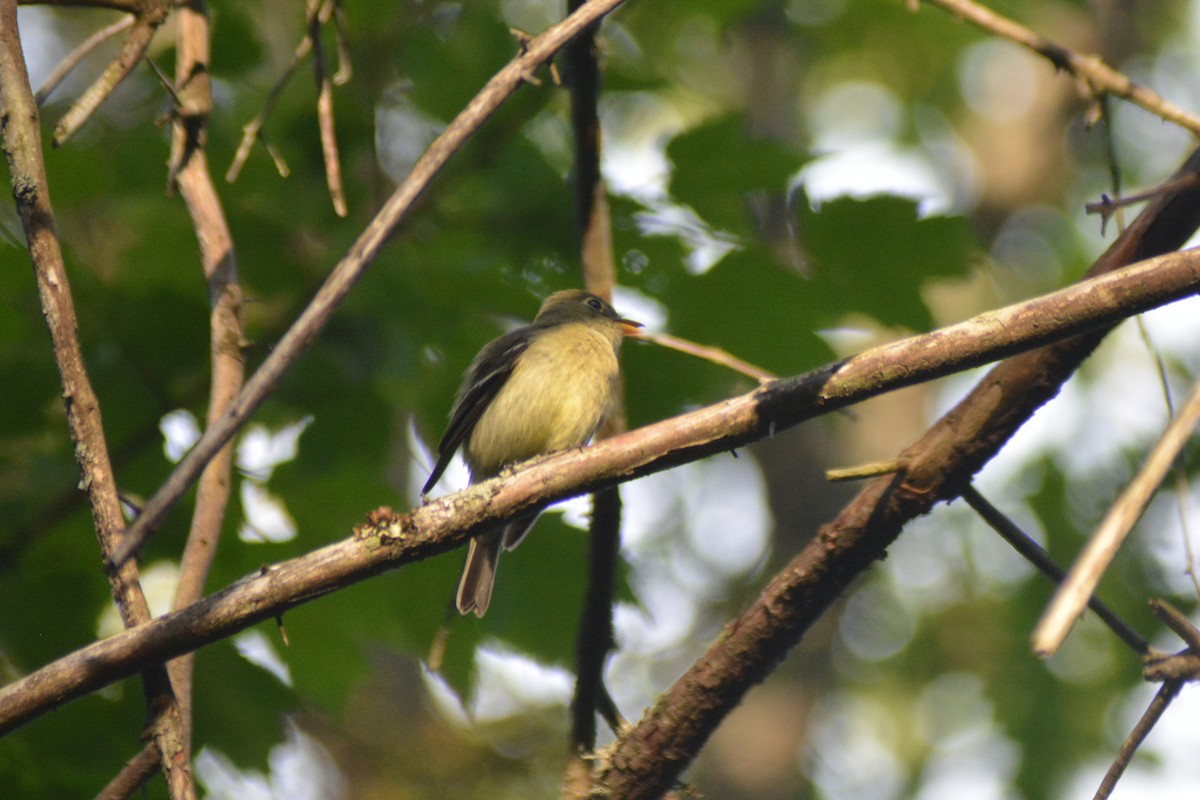 Yellow-bellied Flycatcher - ML30369281