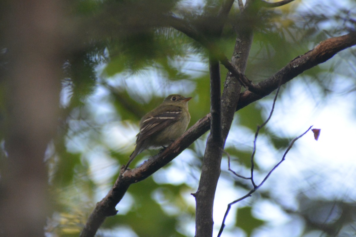 Yellow-bellied Flycatcher - ML30369301
