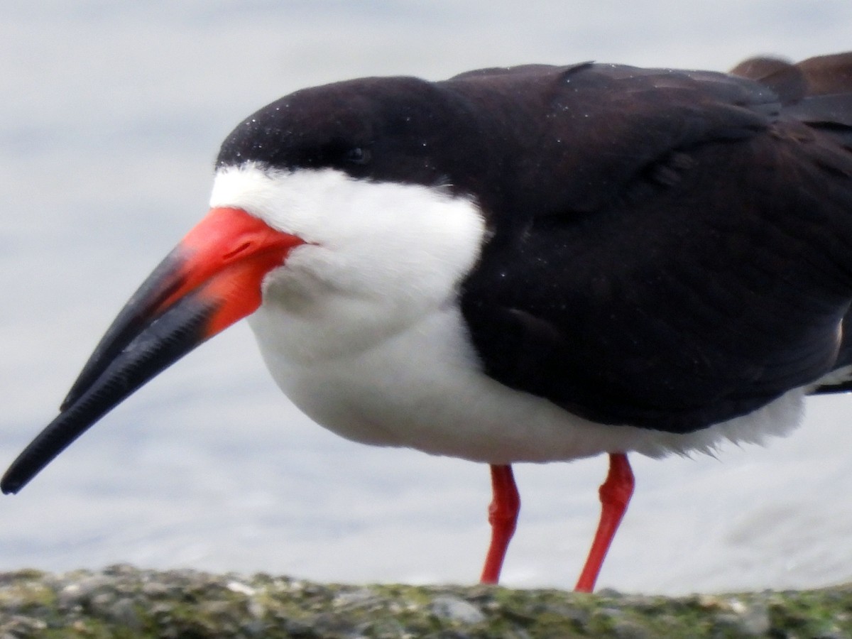 Black Skimmer - Ralph Bucher