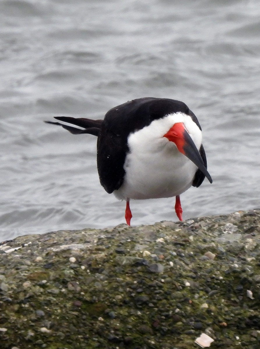 zoboun americký - ML303693061