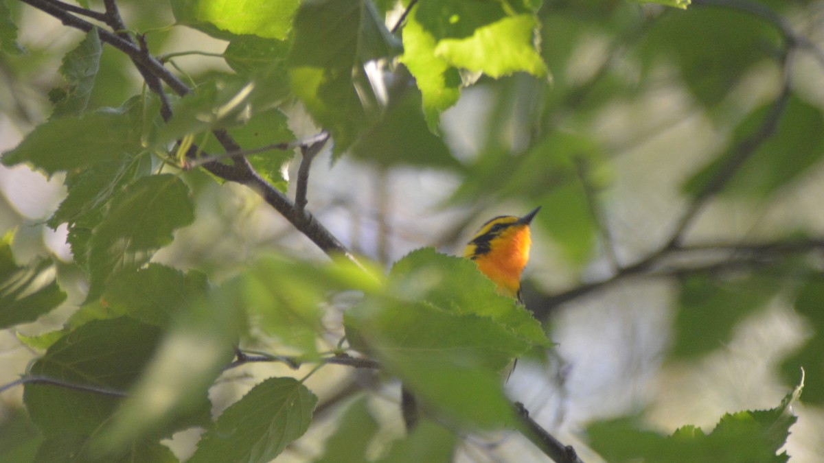 Blackburnian Warbler - ML30369311