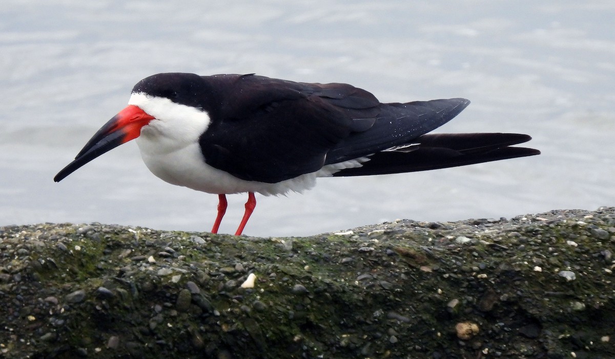 Black Skimmer - Ralph Bucher