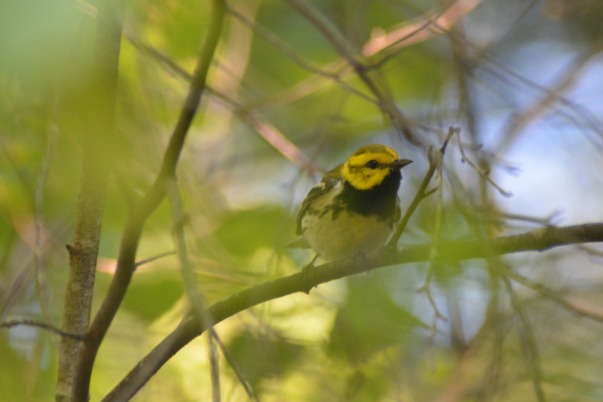Black-throated Green Warbler - ML30369361