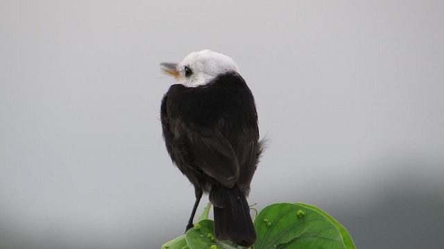 White-headed Marsh Tyrant - ML303693711