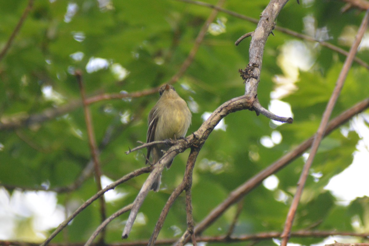 Yellow-bellied Flycatcher - ML30369381