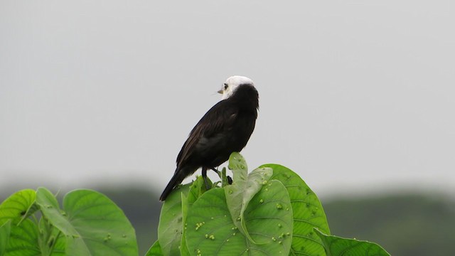 White-headed Marsh Tyrant - ML303693831