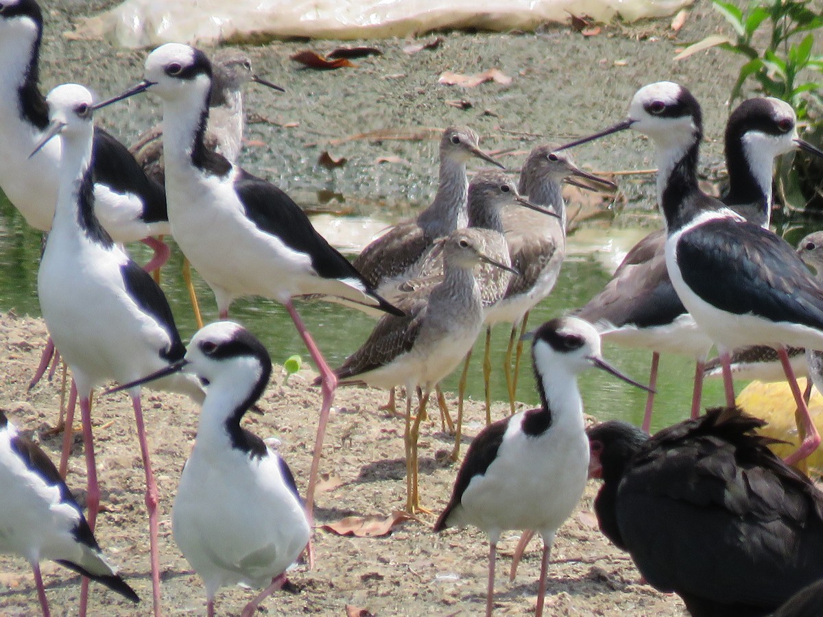 Black-necked Stilt (White-backed) - ML303693951