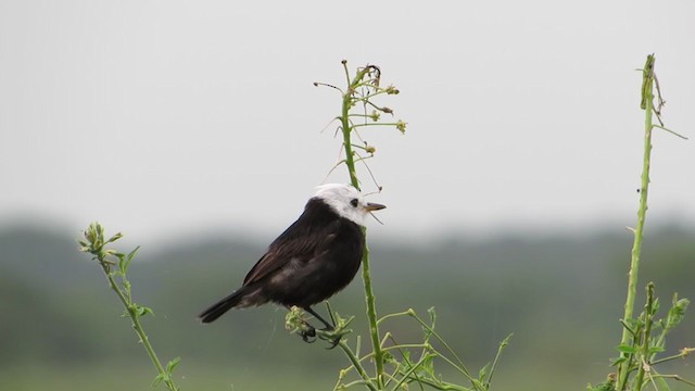 White-headed Marsh Tyrant - ML303694101