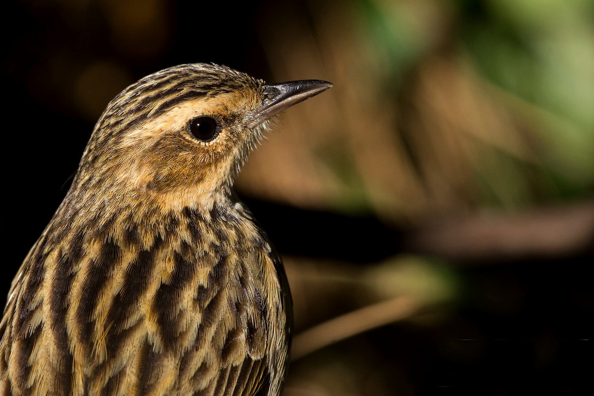 Nilgiri Pipit - ML303694591