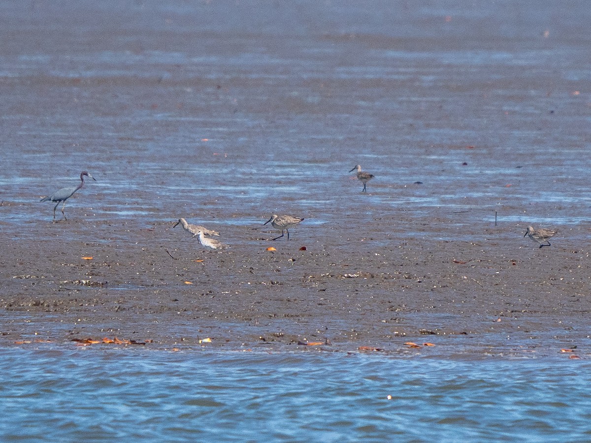 Willet - ML303695531