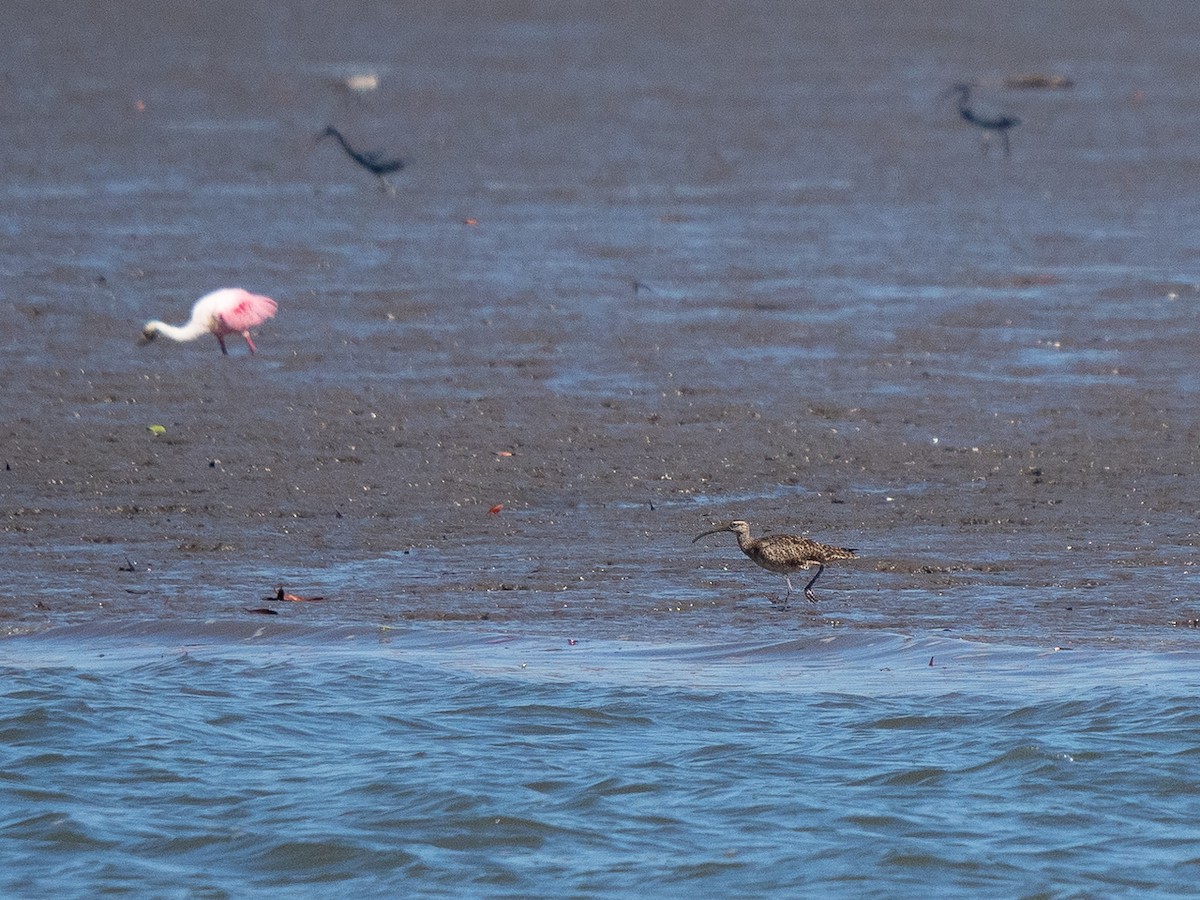 Whimbrel - ML303695571