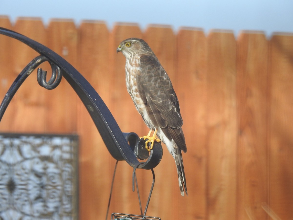 Sharp-shinned Hawk - ML303696041