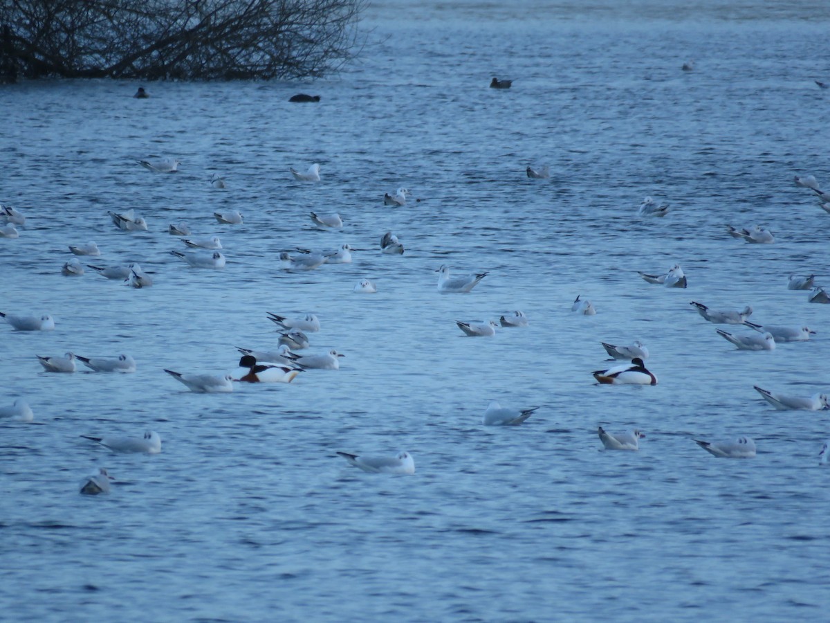 Common Shelduck - ML303697381