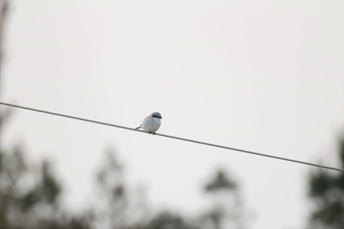 Loggerhead Shrike - ML303698091