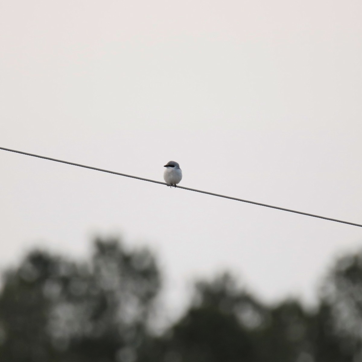 Loggerhead Shrike - ML303698101