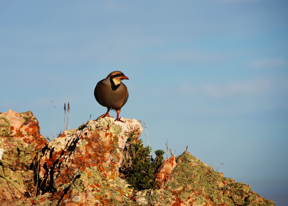 Chukar - ML303698251