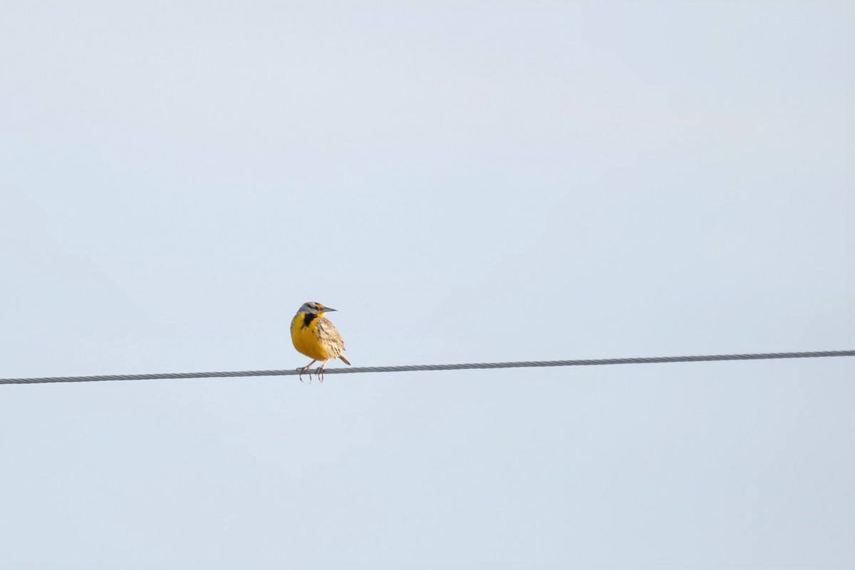 Eastern Meadowlark - ML303698381