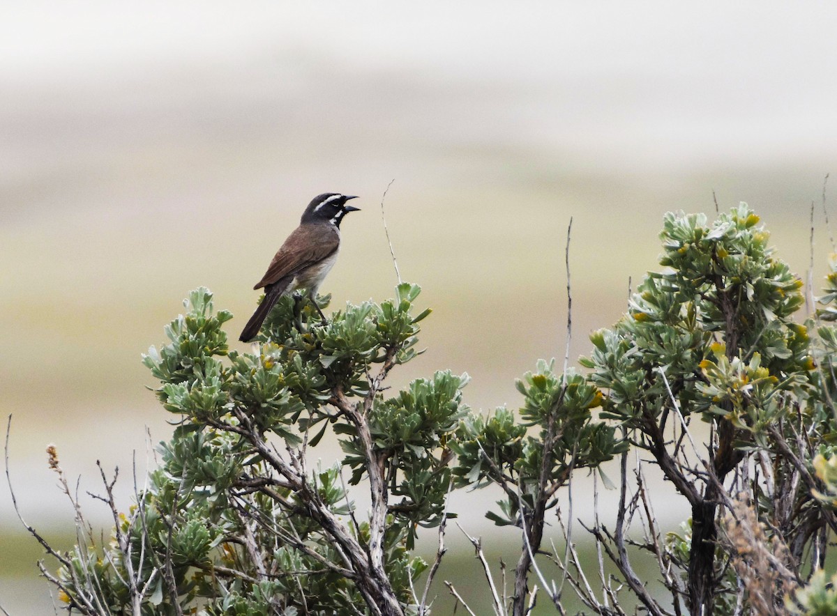 Black-throated Sparrow - Colin Maguire