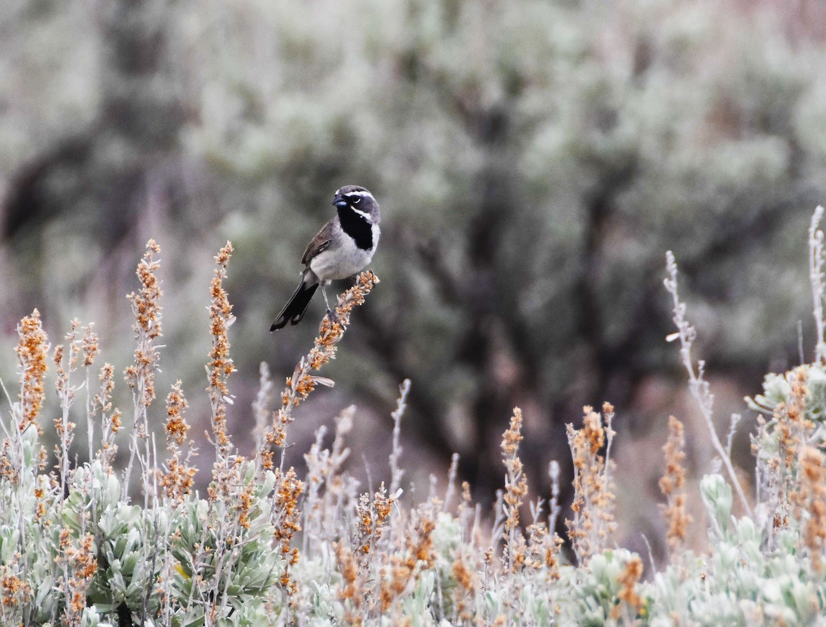 Black-throated Sparrow - Colin Maguire