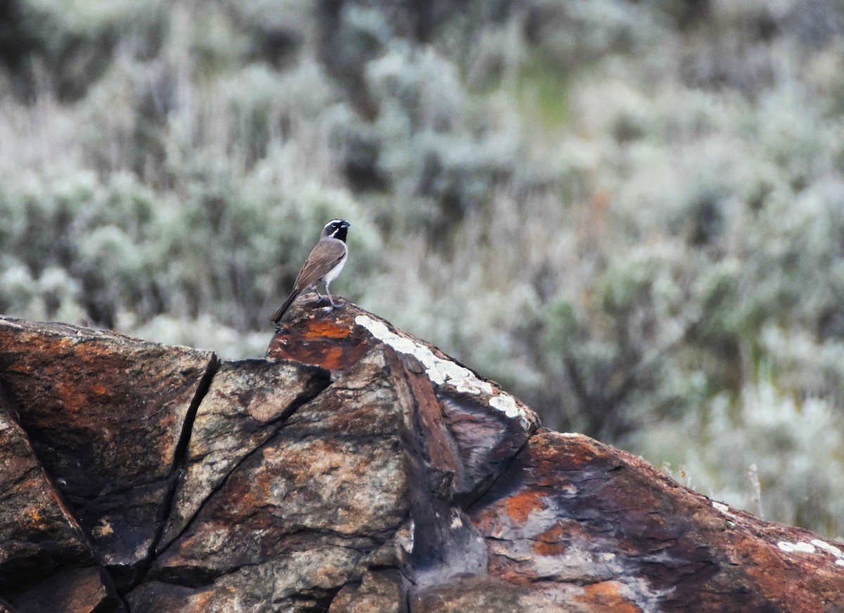 Black-throated Sparrow - ML303698771