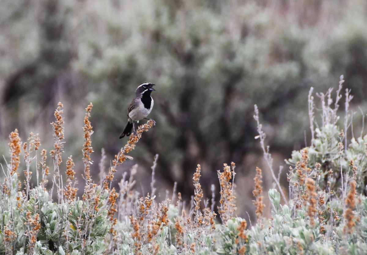 Black-throated Sparrow - Colin Maguire