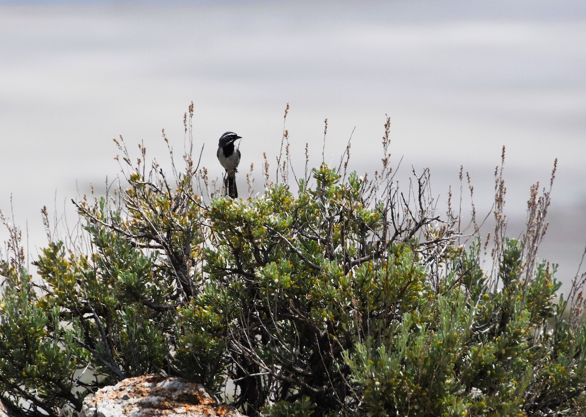 Black-throated Sparrow - ML303698801