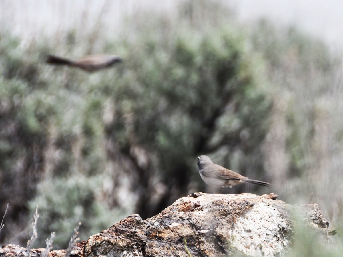 Black-throated Sparrow - Colin Maguire