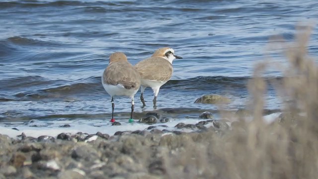 Kentish Plover - ML303699001