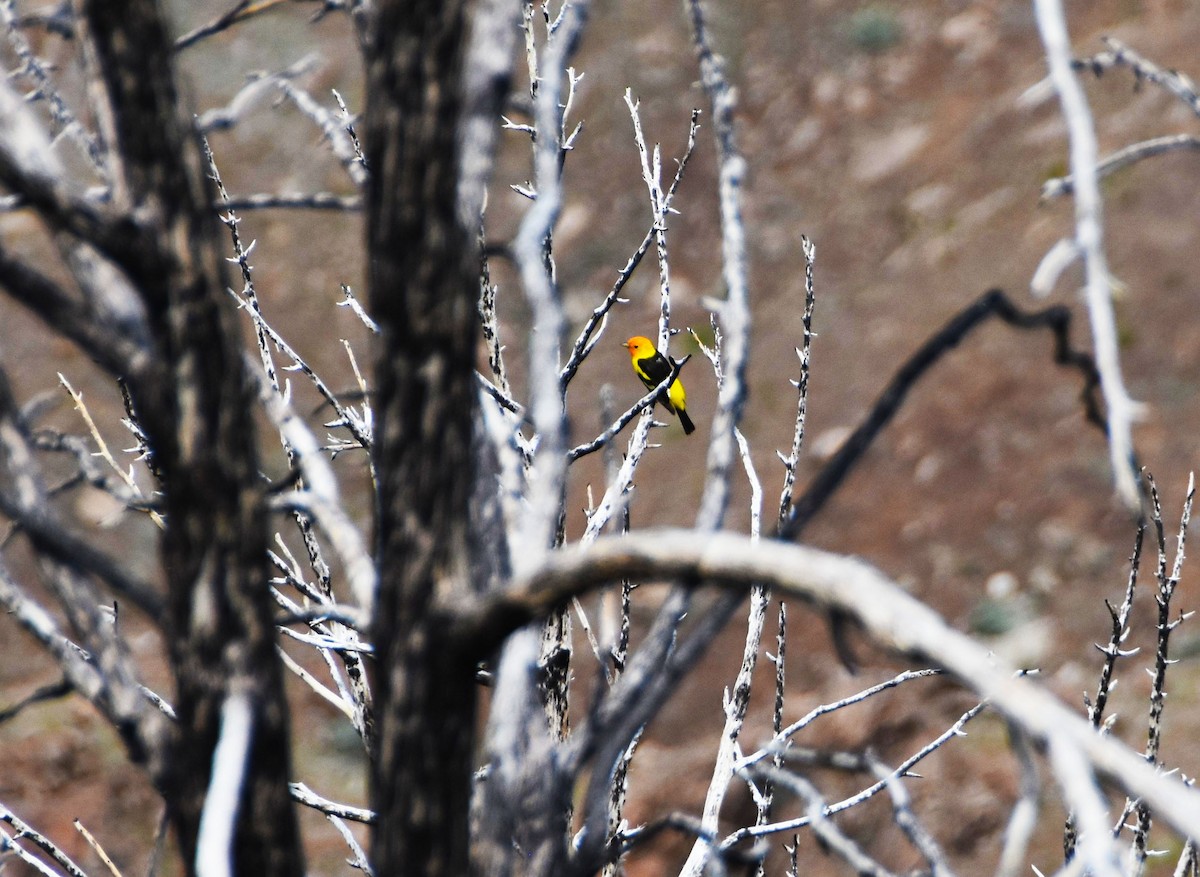 Western Tanager - Colin Maguire