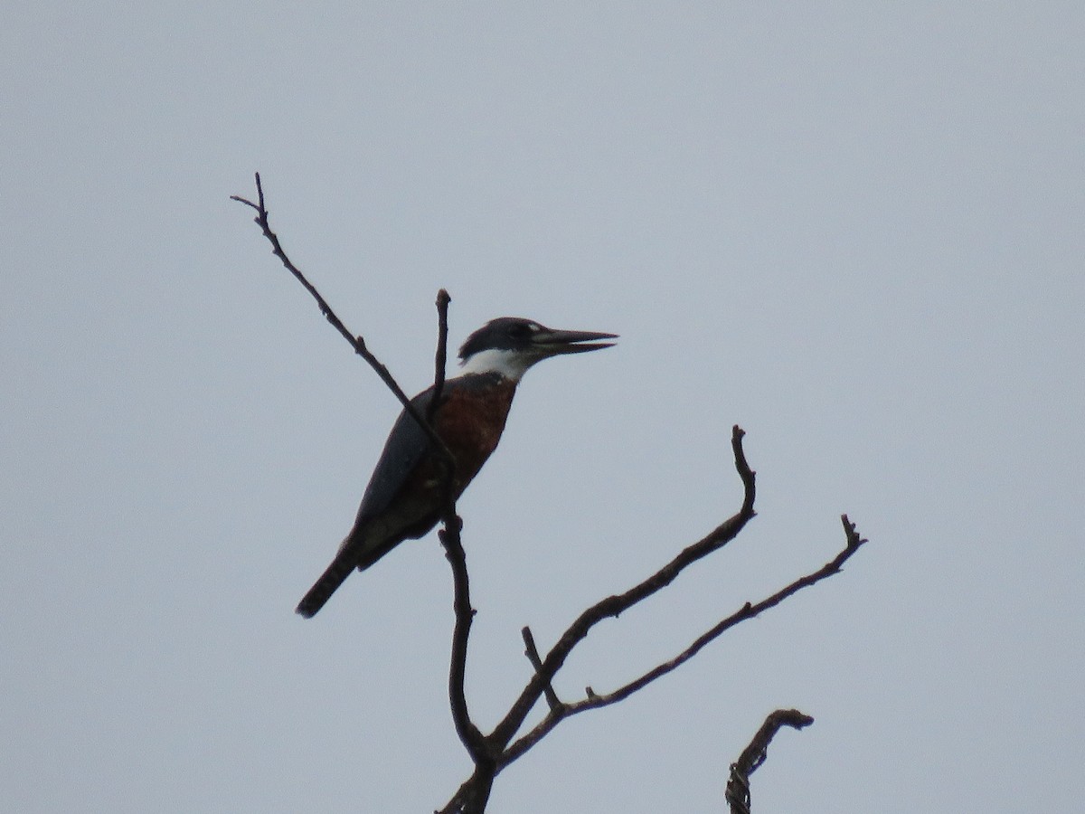 Ringed Kingfisher - Romeu gama