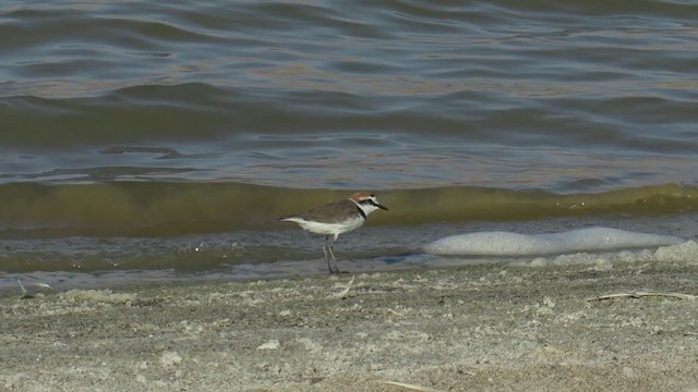 Kentish Plover - ML303700781