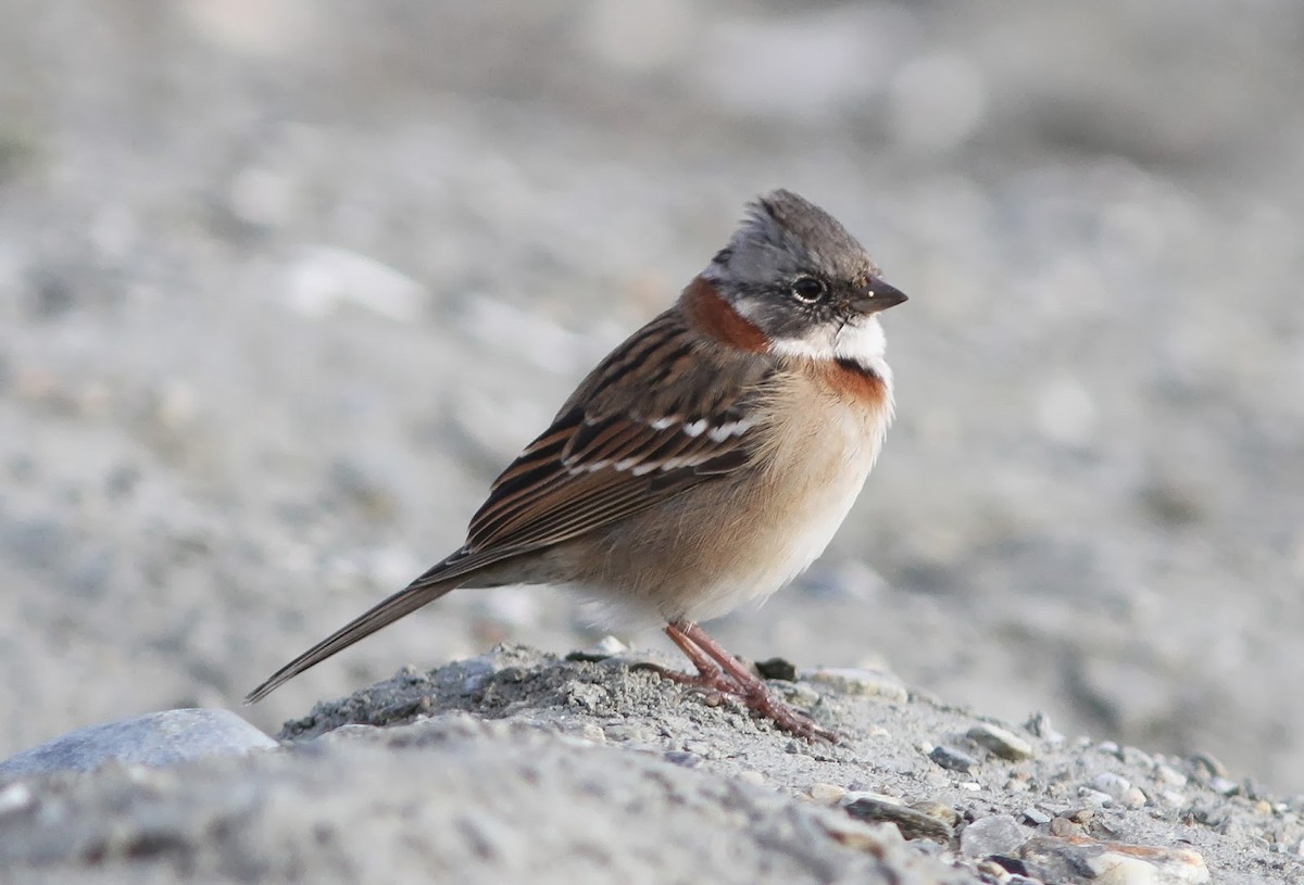 Rufous-collared Sparrow - stephen  carter