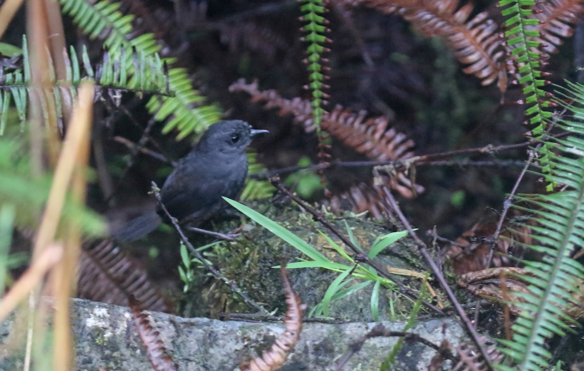 Choco Tapaculo - ML303703691