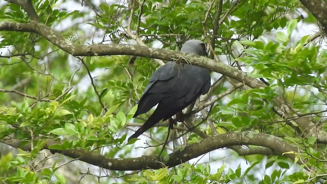 Plumbeous Kite - ML303703831