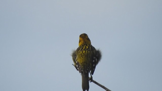 Golden Grosbeak - ML303704061