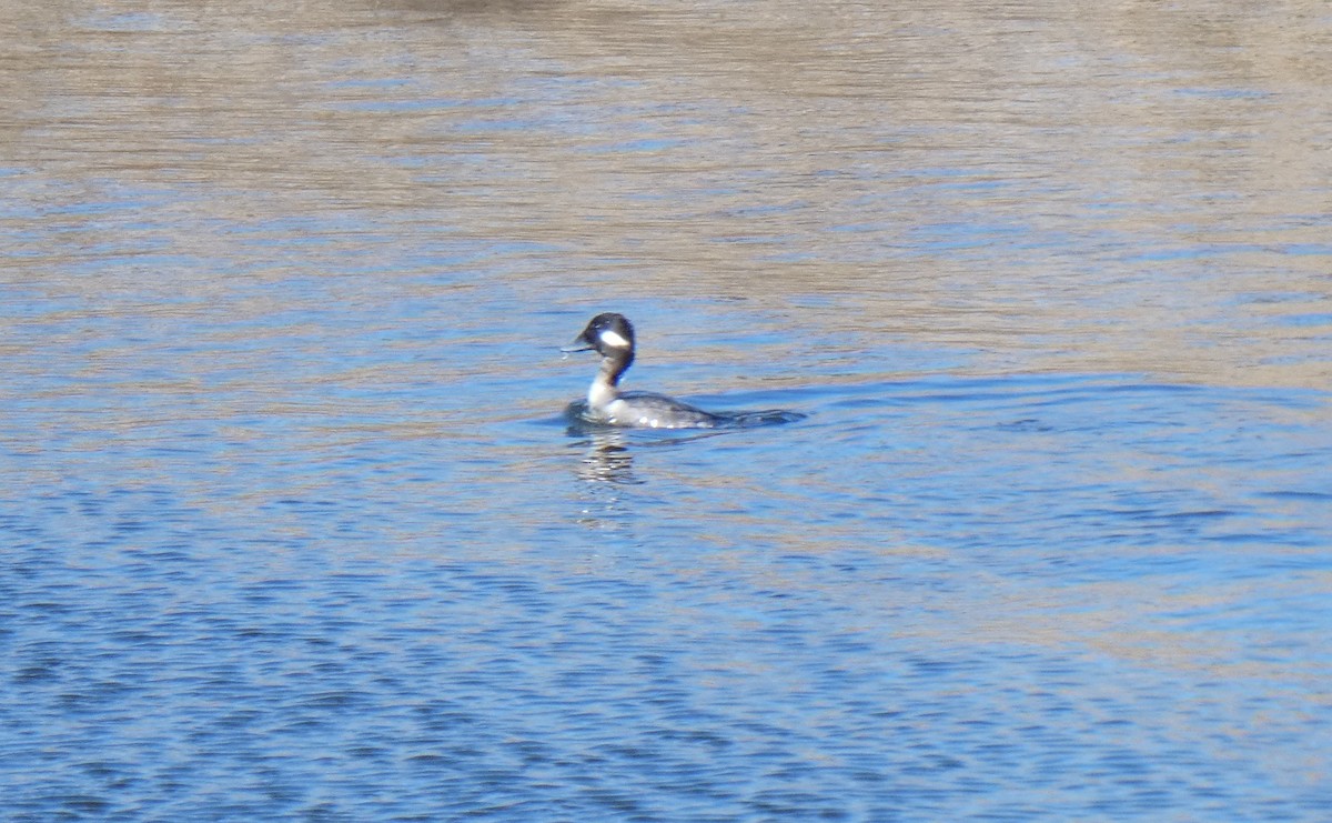 Bufflehead - ML303704541