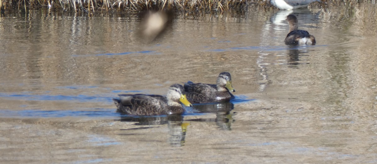 American Black Duck - ML303704601