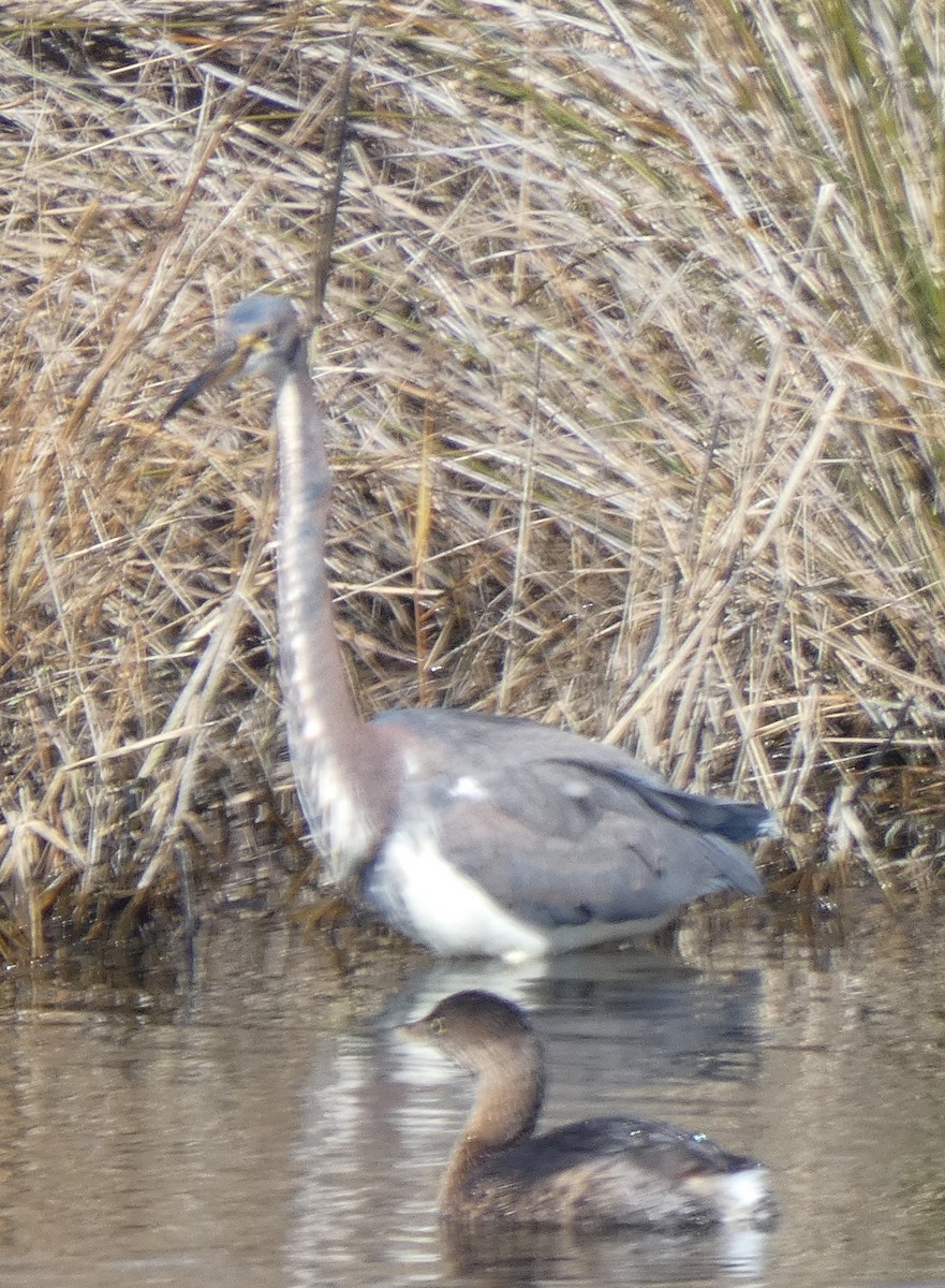 Tricolored Heron - ML303704641