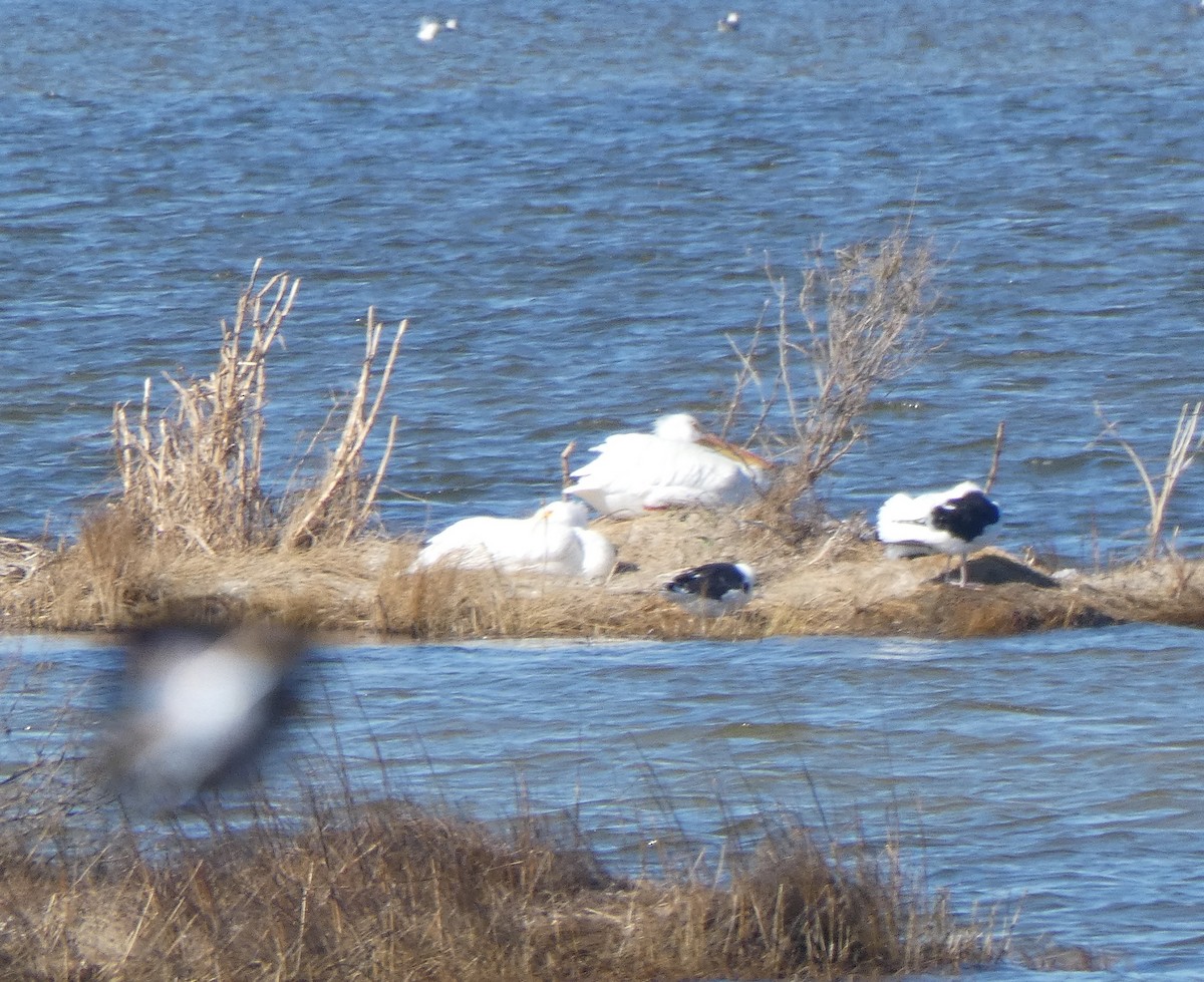 American White Pelican - ML303704701