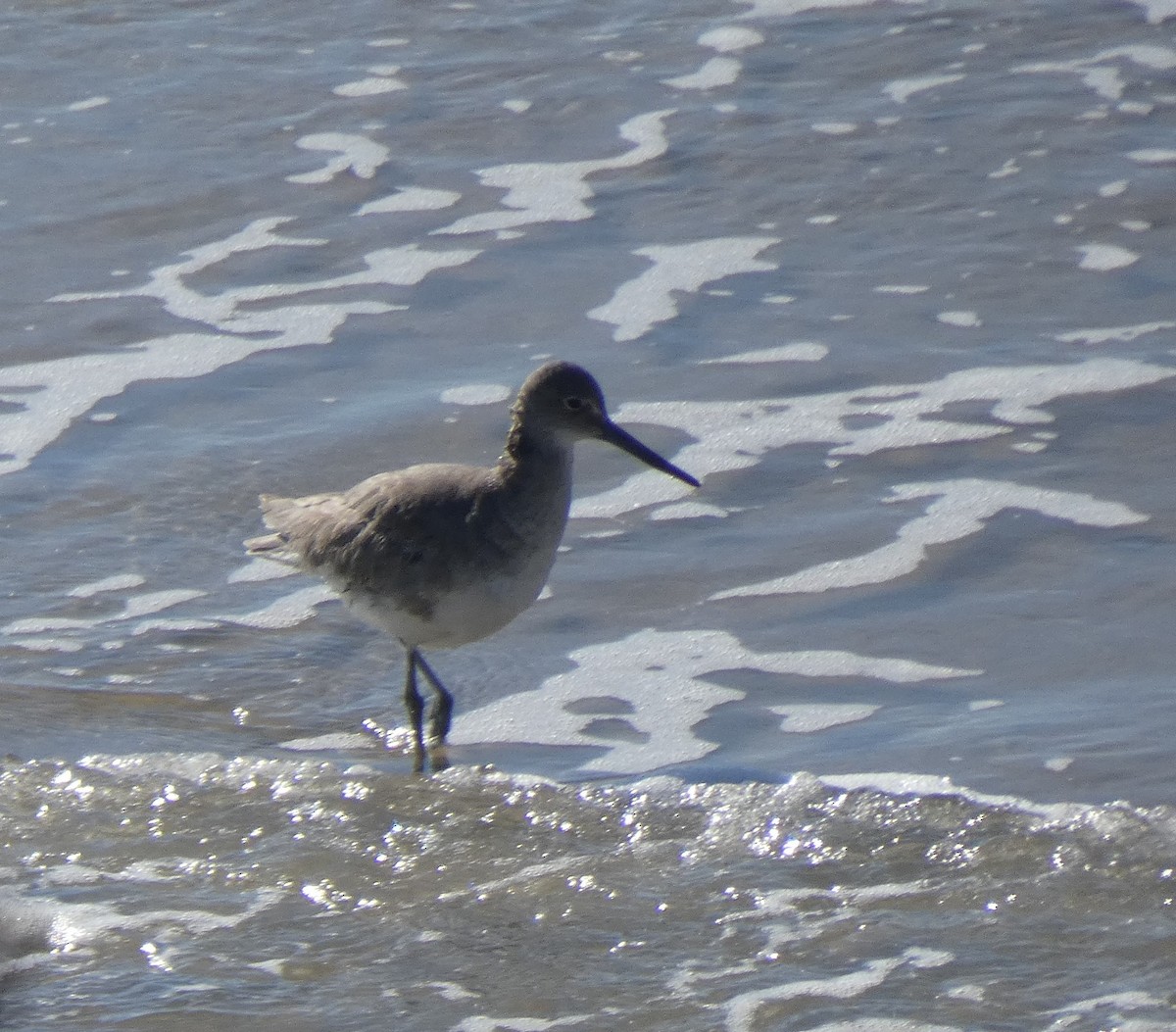 Willet - ML303704771