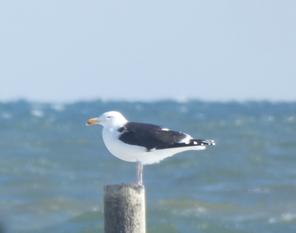 Great Black-backed Gull - ML303704981