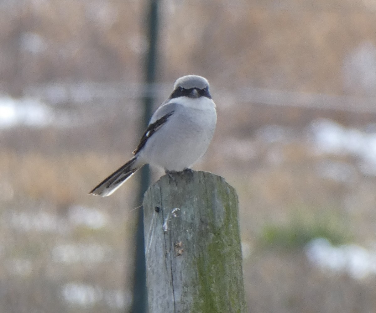 Loggerhead Shrike - ML303705071